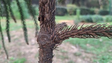 Bahçedeki kuru ağaç