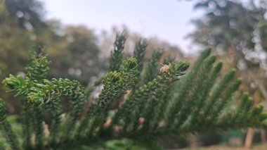 yeşil yapraklar, bitkiler ve yapraklar