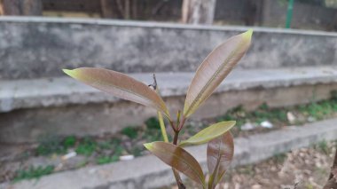 Açık havada yetişen yeşil bitkinin etrafını kapatın.