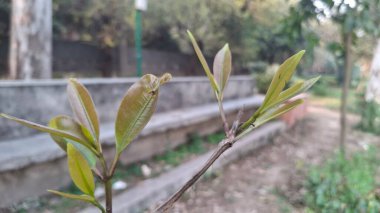 Bahçede yeşil yapraklar