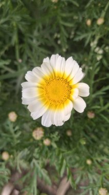 Bahçedeki güzel çiçekler