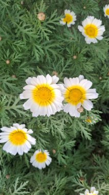 Bahçedeki güzel çiçekler