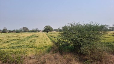 Tarlaları ve ağaçları olan kırsal alan