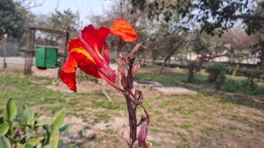 Güzel botanik fotoğrafı, doğal duvar kağıdı.