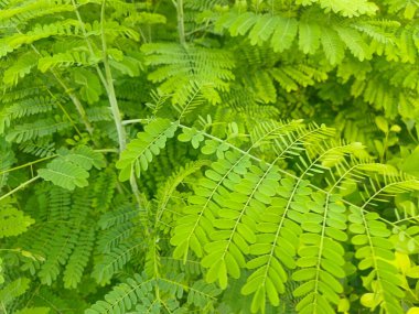 yeşil yapraklar, bitki örtüsü ve doğa
