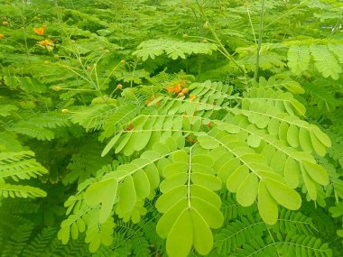 Güzel botanik fotoğrafı, doğal duvar kağıdı.