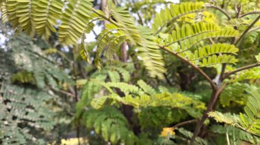 Ormanda yeşil yapraklar