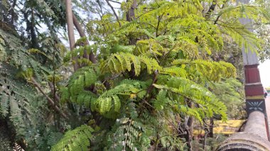 Ormandaki yeşil ağaç