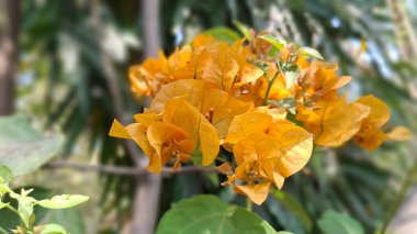 güzel çiçeklerin yakın görünümü