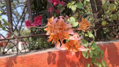 Bahçedeki güzel çiçekler