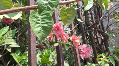 Bahçedeki güzel çiçek