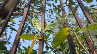 Bahçede yeşil yapraklar