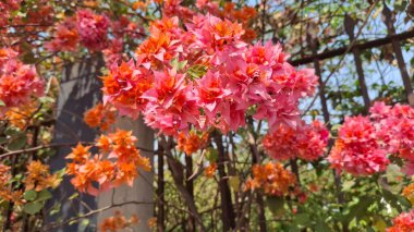 Güzel botanik fotoğrafı, doğal duvar kağıdı.