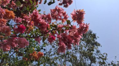 Bahçedeki güzel çiçekler