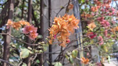 Güzel botanik fotoğrafı, doğal duvar kağıdı.
