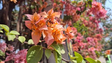 Bahçedeki güzel çiçekler