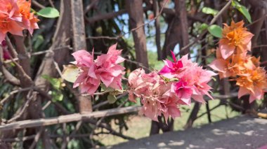 Bahçedeki güzel çiçekler