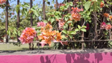 Güzel botanik fotoğrafı, doğal duvar kağıdı.