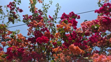 Bahçede kırmızı ve beyaz çiçekler