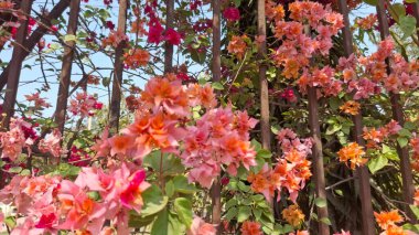 Bahçedeki güzel çiçekler