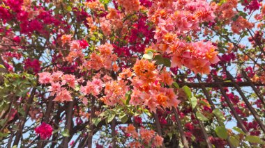 Güzel botanik fotoğrafı, doğal duvar kağıdı.