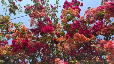 Bahçedeki güzel çiçekler