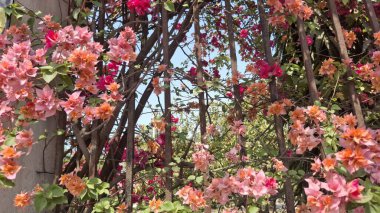 Bahçedeki güzel çiçekler