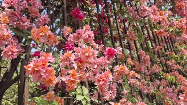 Bahçedeki güzel çiçekler