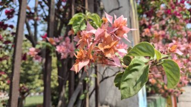 Bahçedeki güzel çiçekler