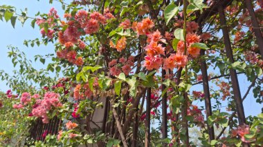 Bahçedeki güzel çiçekler