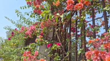 Bahçedeki güzel çiçekler