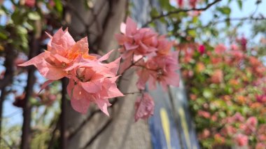 Güzel botanik fotoğrafı, doğal duvar kağıdı.