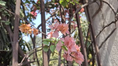 Bahçedeki güzel çiçekler