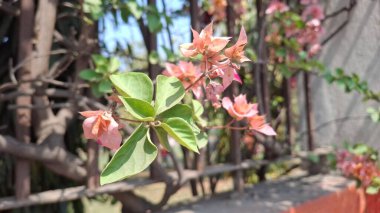 Bahçedeki güzel pembe çiçekler
