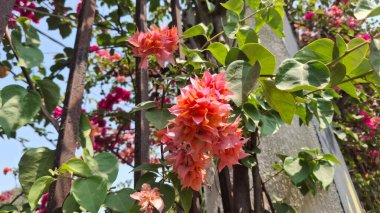 Bahçedeki güzel çiçekler