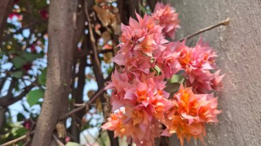 Güzel botanik fotoğrafı, doğal duvar kağıdı.