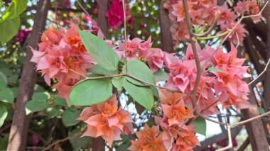 gündüz açık büyüyen renkli çiçekler yakın