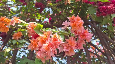 Bahçedeki güzel çiçekler