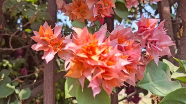 Bahçedeki güzel çiçekleri kapat.