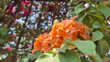 Güzel botanik fotoğrafı, doğal duvar kağıdı.