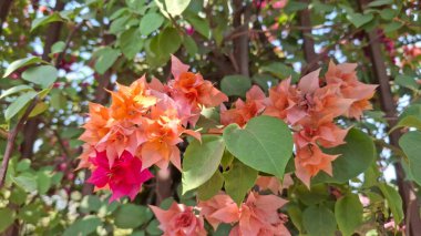 Bahçedeki güzel çiçekler