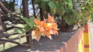 Bahçedeki güzel çiçekler