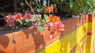 Bahçedeki güzel çiçekler