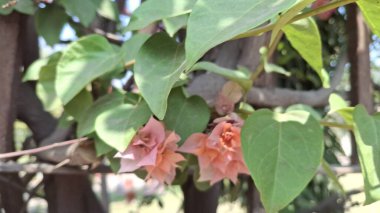 Güzel botanik fotoğrafı, doğal duvar kağıdı.