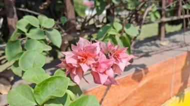 Güzel botanik fotoğrafı, doğal duvar kağıdı.