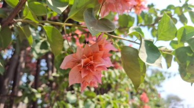 Bahçedeki güzel çiçekler