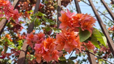 Güzel botanik fotoğrafı, doğal duvar kağıdı.