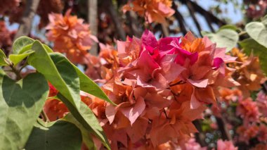 Güzel botanik fotoğrafı, doğal duvar kağıdı.