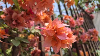 Bahçedeki güzel çiçekler