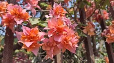 Güzel botanik fotoğrafı, doğal duvar kağıdı.